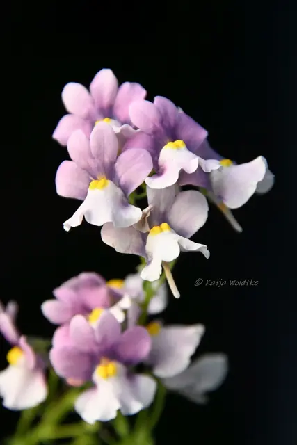 Garten im Jahreslauf (Foto: Katja Woidtke)

Rosarot durch den September | Foto: Katja Woidtke
