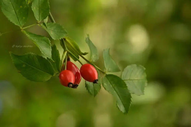 Garten im Jahreslauf (Foto: Katja Woidtke)

Rosarot durch den September | Foto: Katja Woidtke