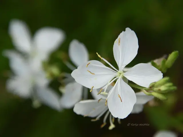 Garten im Jahreslauf (Foto: Katja Woidtke)

Rosarot durch den September | Foto: Katja Woidtke