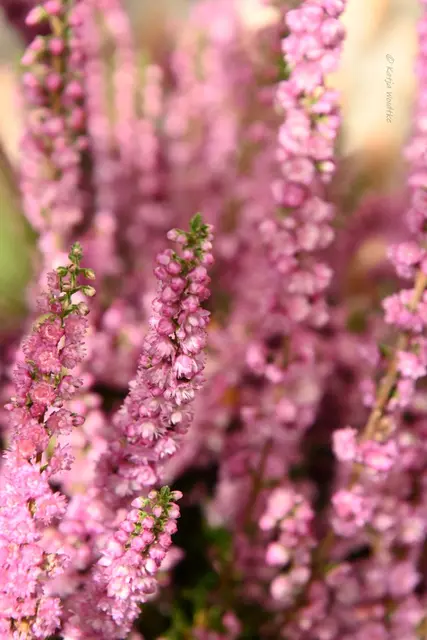 Garten im Jahreslauf (Foto: Katja Woidtke)

Rosarot durch den September | Foto: Katja Woidtke