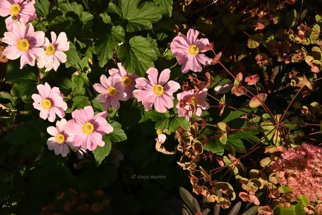 Garten im Jahreslauf (Foto: Katja Woidtke)

Rosarot durch den September | Foto: Katja Woidtke
