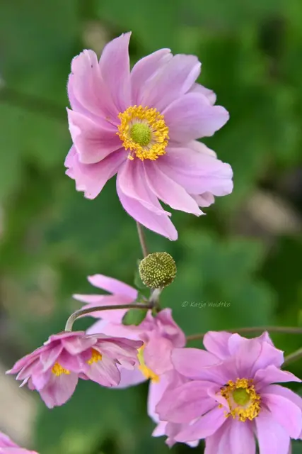 Garten im Jahreslauf (Foto: Katja Woidtke)

Rosarot durch den September | Foto: Katja Woidtke
