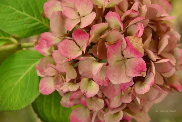 Garten im Jahreslauf (Foto: Katja Woidtke)

Rosarot durch den September | Foto: Katja Woidtke