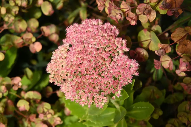 Garten im Jahreslauf (Foto: Katja Woidtke)

Rosarot durch den September | Foto: Katja Woidtke