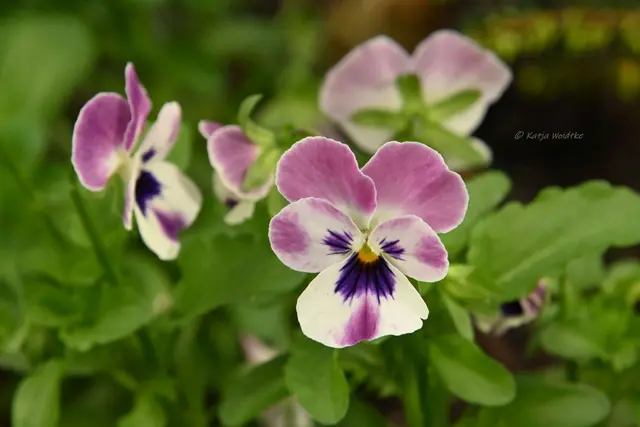 Garten im Jahreslauf (Foto: Katja Woidtke)

Rosarot durch den September | Foto: Katja Woidtke