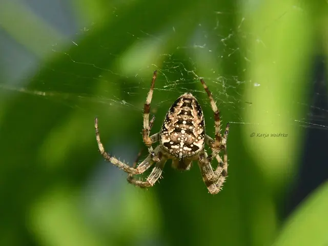 Garten im Jahreslauf (Foto: Katja Woidtke)

Rosarot durch den September | Foto: Katja Woidtke