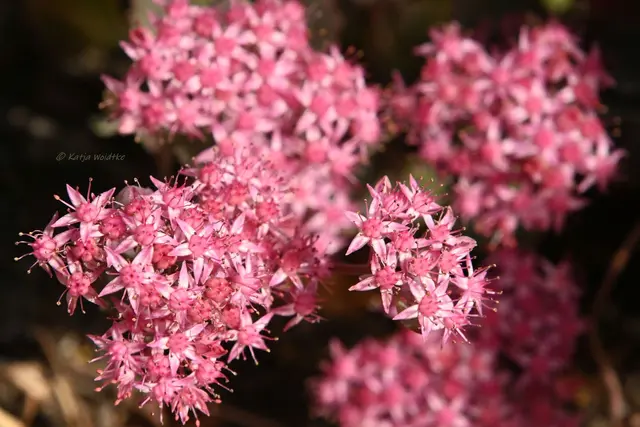 Garten im Jahreslauf (Foto: Katja Woidtke)

Rosarot durch den September | Foto: Katja Woidtke