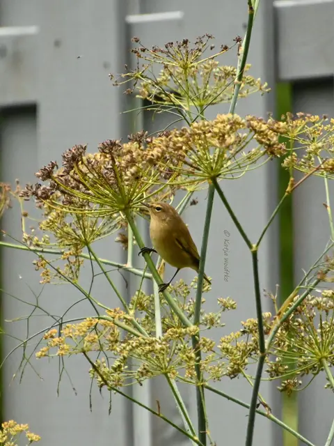 Garten im Jahreslauf (Foto: Katja Woidtke)

Rosarot durch den September | Foto: Katja Woidtke