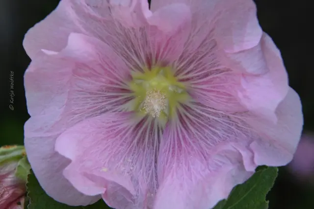 Garten im Jahreslauf (Foto: Katja Woidtke)

Rosarot durch den September | Foto: Katja Woidtke