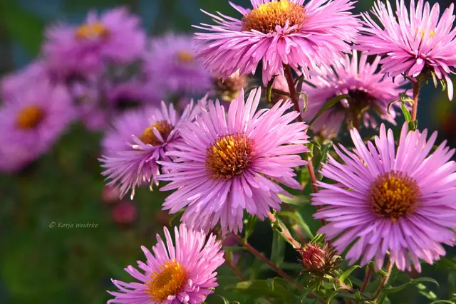 Garten im Jahreslauf (Foto: Katja Woidtke)

Rosarot durch den September | Foto: Katja Woidtke