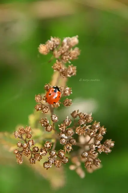 Garten im Jahreslauf (Foto: Katja Woidtke)

Rosarot durch den September | Foto: Katja Woidtke