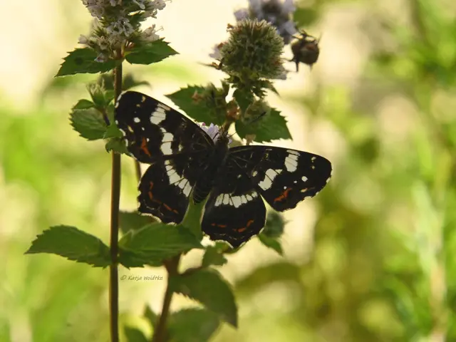 Garten im Jahreslauf (Foto: Katja Woidtke)

Rosarot durch den September | Foto: Katja Woidtke