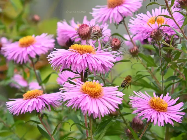 Garten im Jahreslauf (Foto: Katja Woidtke)

Rosarot durch den September | Foto: Katja Woidtke