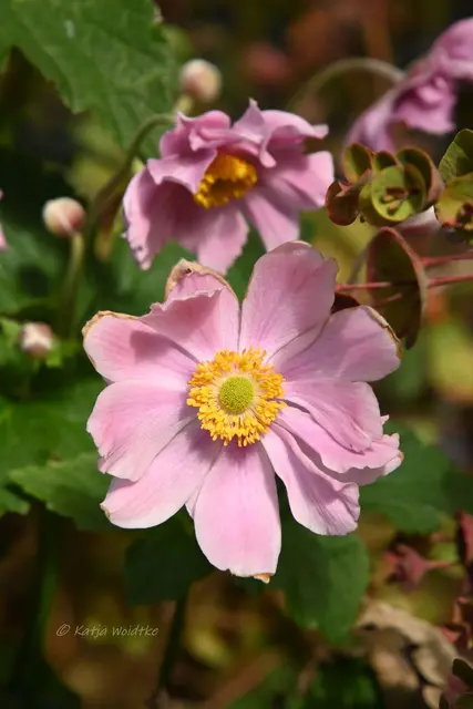 Garten im Jahreslauf (Foto: Katja Woidtke)

Rosarot durch den September | Foto: Katja Woidtke