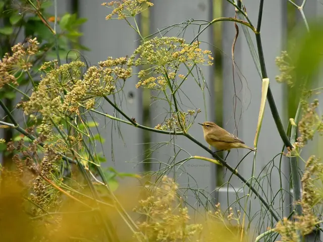 Garten im Jahreslauf (Foto: Katja Woidtke)

Rosarot durch den September | Foto: Katja Woidtke