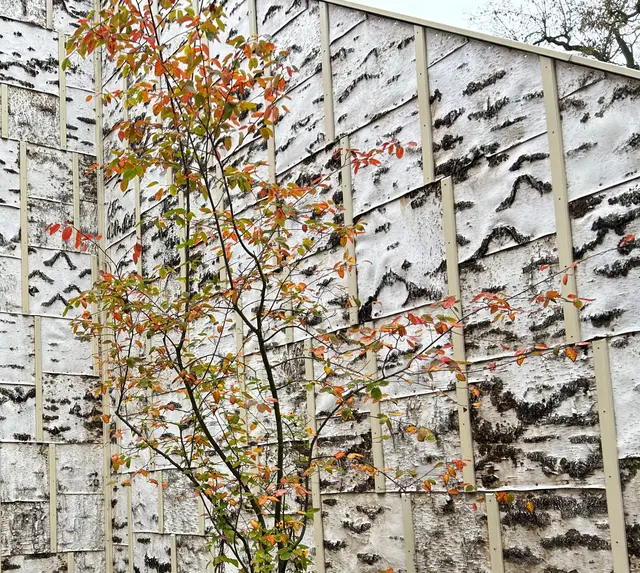 Hier sieht man deutlich die aufgeklebte Birkenrinde.