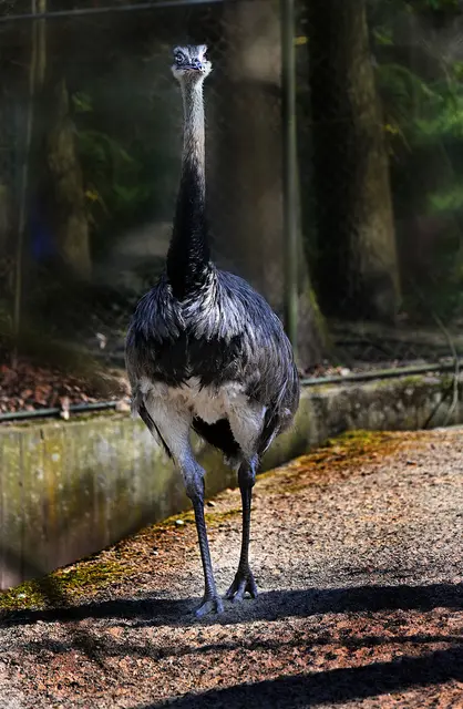 In Südamerika ist der Nandu beheimatet.