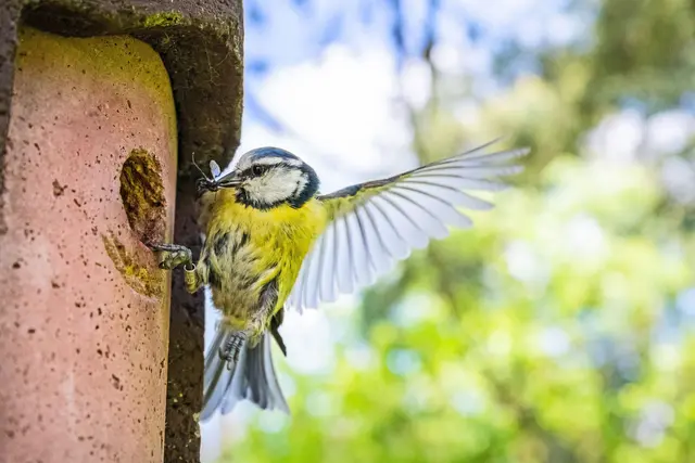 Wer seinen Nistkasten gut pflegt, kann sich über rege Nutzung und schöne Beobachtungen freuen. | Foto: DJD/DJV