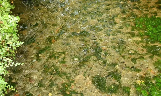 Mühlenmontag (Foto: Katja Woidtke)

Reineke-Mühle in Paderborn - an der Pader | Foto: Katja Woidtke