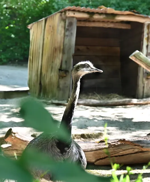 Aus Australien kommt der Emu,