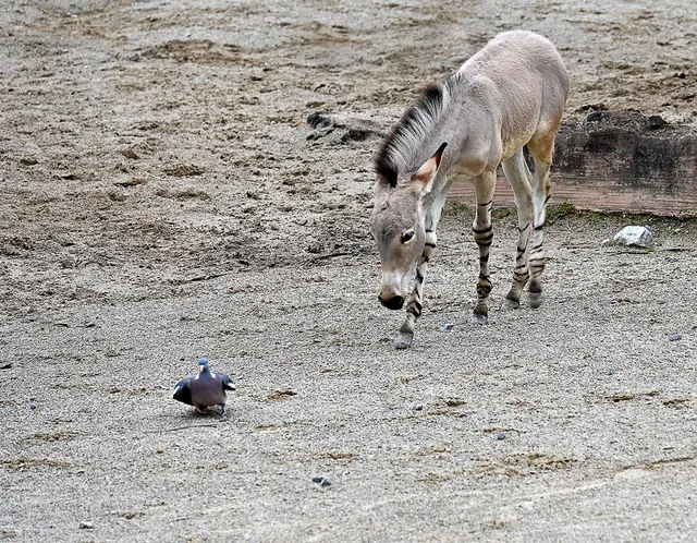 "Na warte, ich komme"