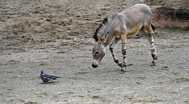 "Bleibst Du wohl mal stehen!"