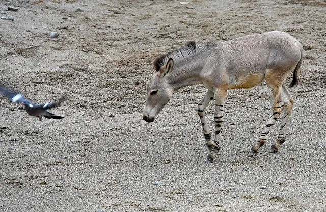 Einfach wegfliegen ist unfair.