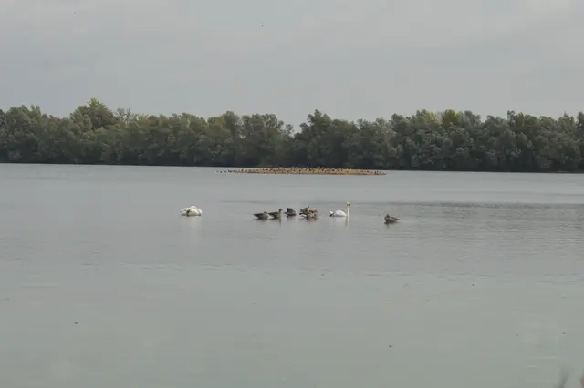 Der Schwanennachwuchs