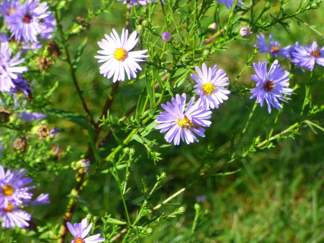 Ein Insektenparadies