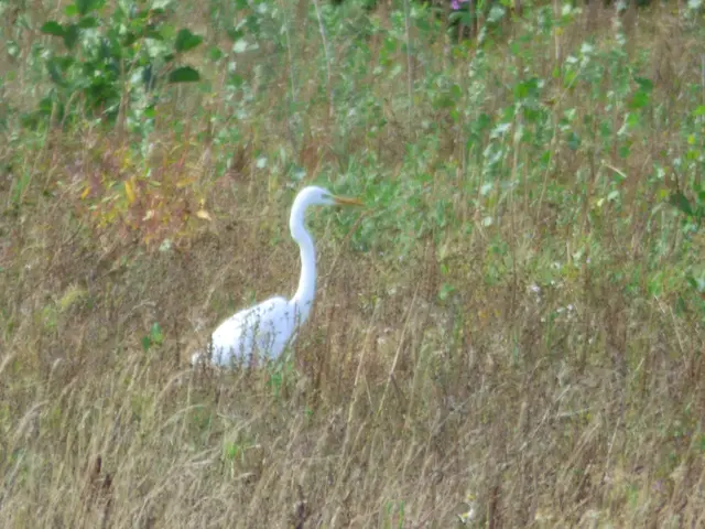 Vor unserem Haus  begrüßt mich der Silberreiher