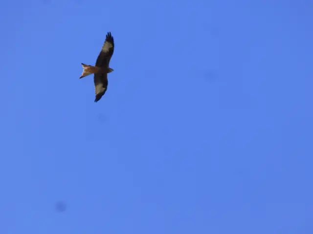 Wir werden vom Rotmilan beobachtet