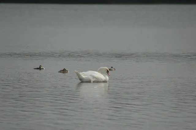 Wir sind Höckerschwäne