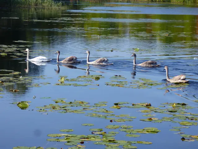 Die Schwanenfamilie nimmt es gelassen