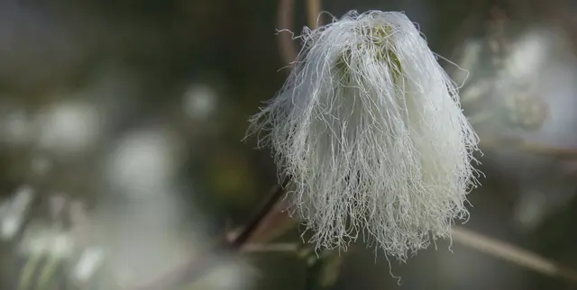 Die weiß blühende Variante unter den 'Puderquastensträuchern' (Calliandra portoricensis) zieht mit ihrer ungewöhnlichen Erscheinung alle Aufmerksamkeit auf sich ...