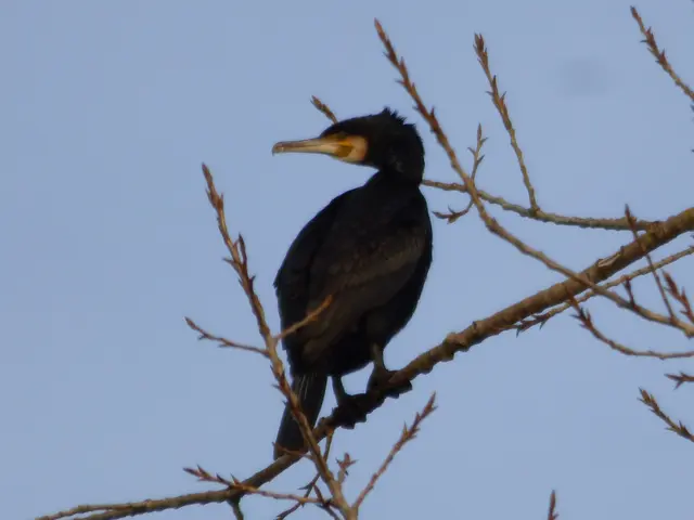 Hier dominieren die Kormorane