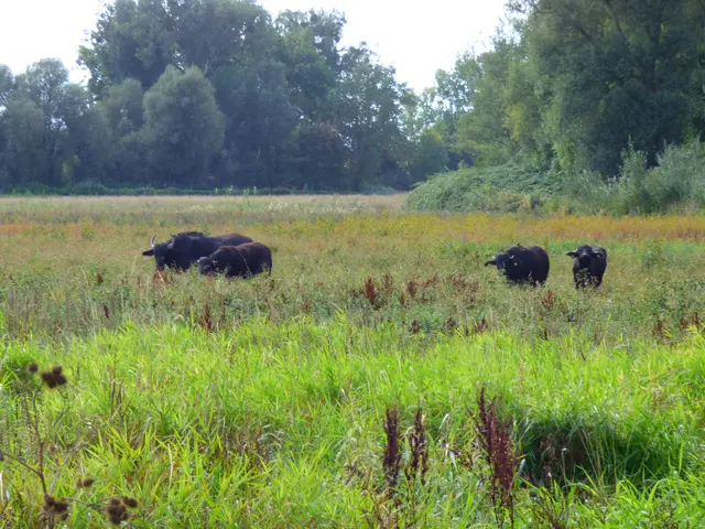 Die Wasserbüffel sind skeptisch