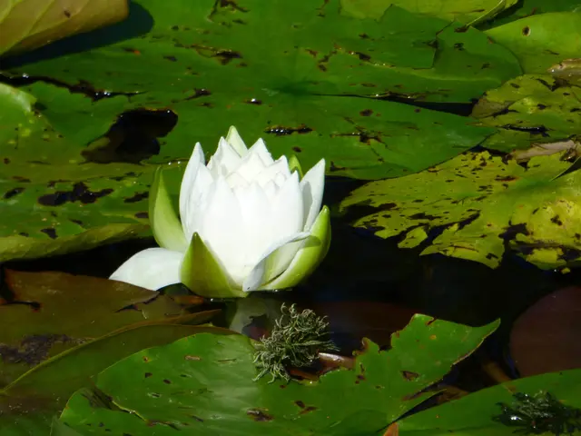 Die Weiße Seerose blüht