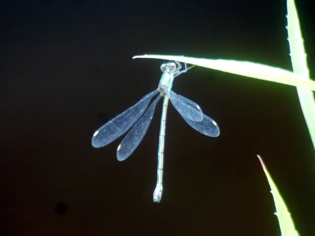 Aber auch viele Libellen sind am Ufer