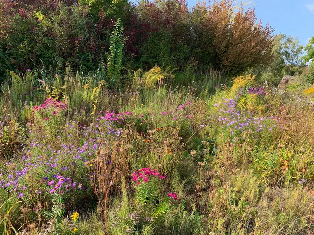 Dann diese Blumenvielfalt