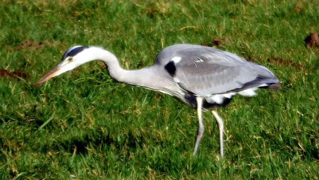 Los weiter  sagt der Graureiher