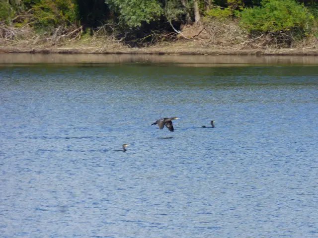 Da macht der Kormoran einen Abflug