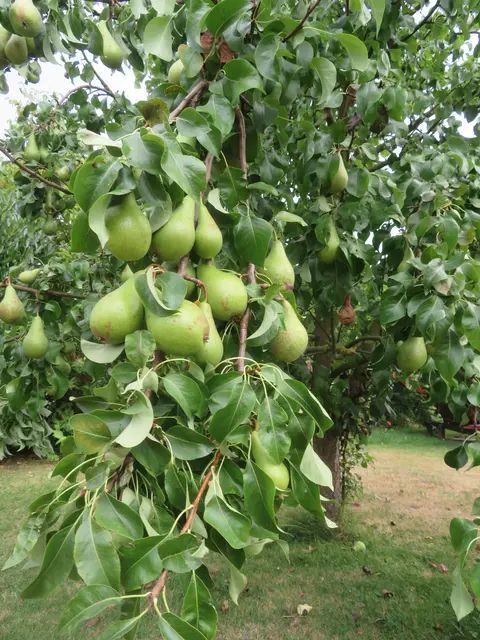 Auch dieser Ast hat gehalten.