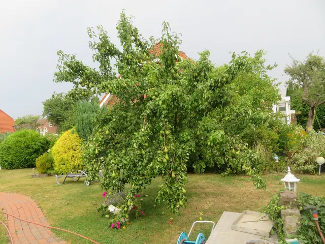 Die Äste hängen bis unten.