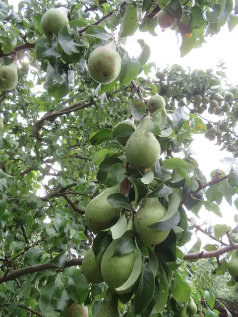 Es gab sie in Hülle und Fülle.