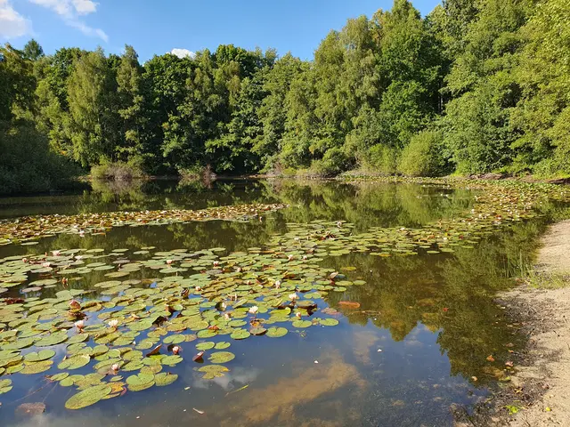 Ein Teppich voller Seerosen bedeckt den Teich