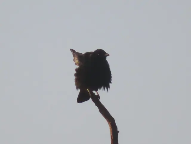 Ausschnitt aus dem Original-Foto (nächstes Bild). | Foto: M. A.