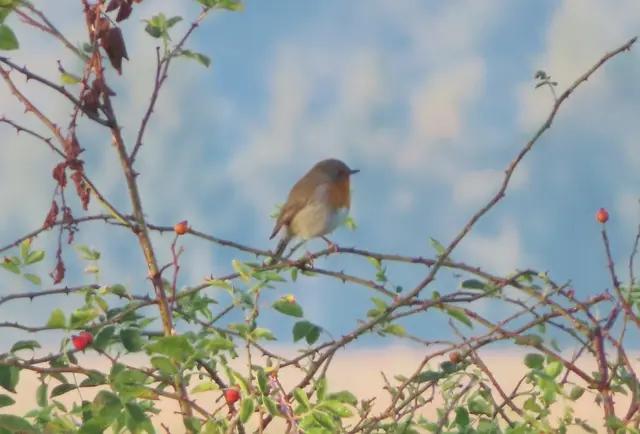 Ausschnitt aus dem Original-Foto (nächstes Bild). | Foto: M. A.