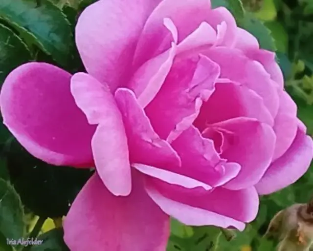 Foto: Iris Alefelder