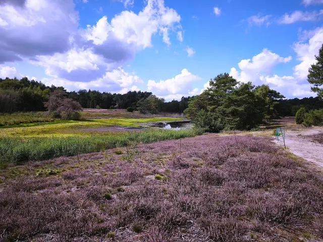 Die Heide ist nicht mehr ganz so lila. | Foto: Shima Mahi