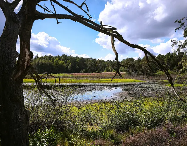 Der Heidetümpel | Foto: Shima Mahi